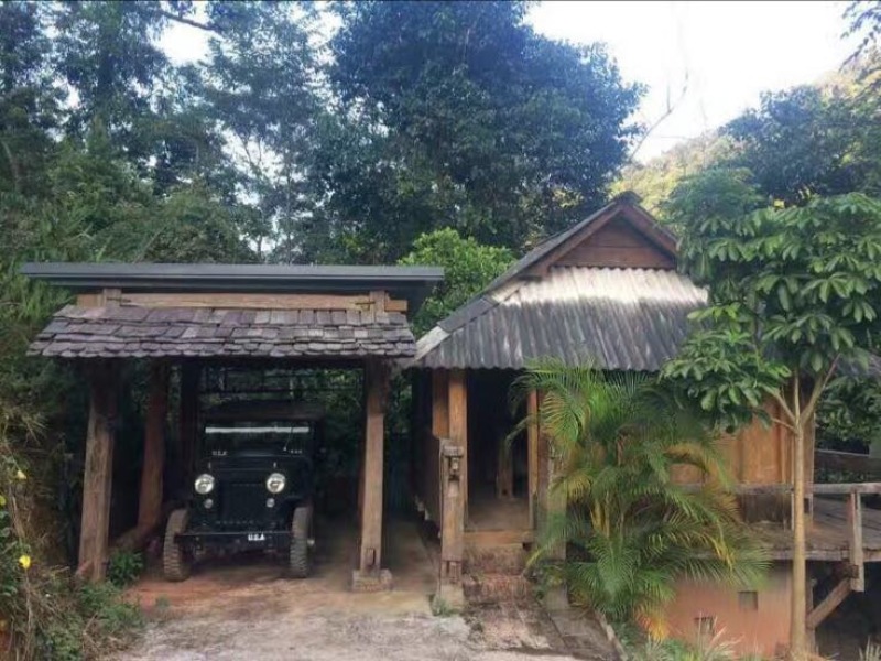 苦丁茶