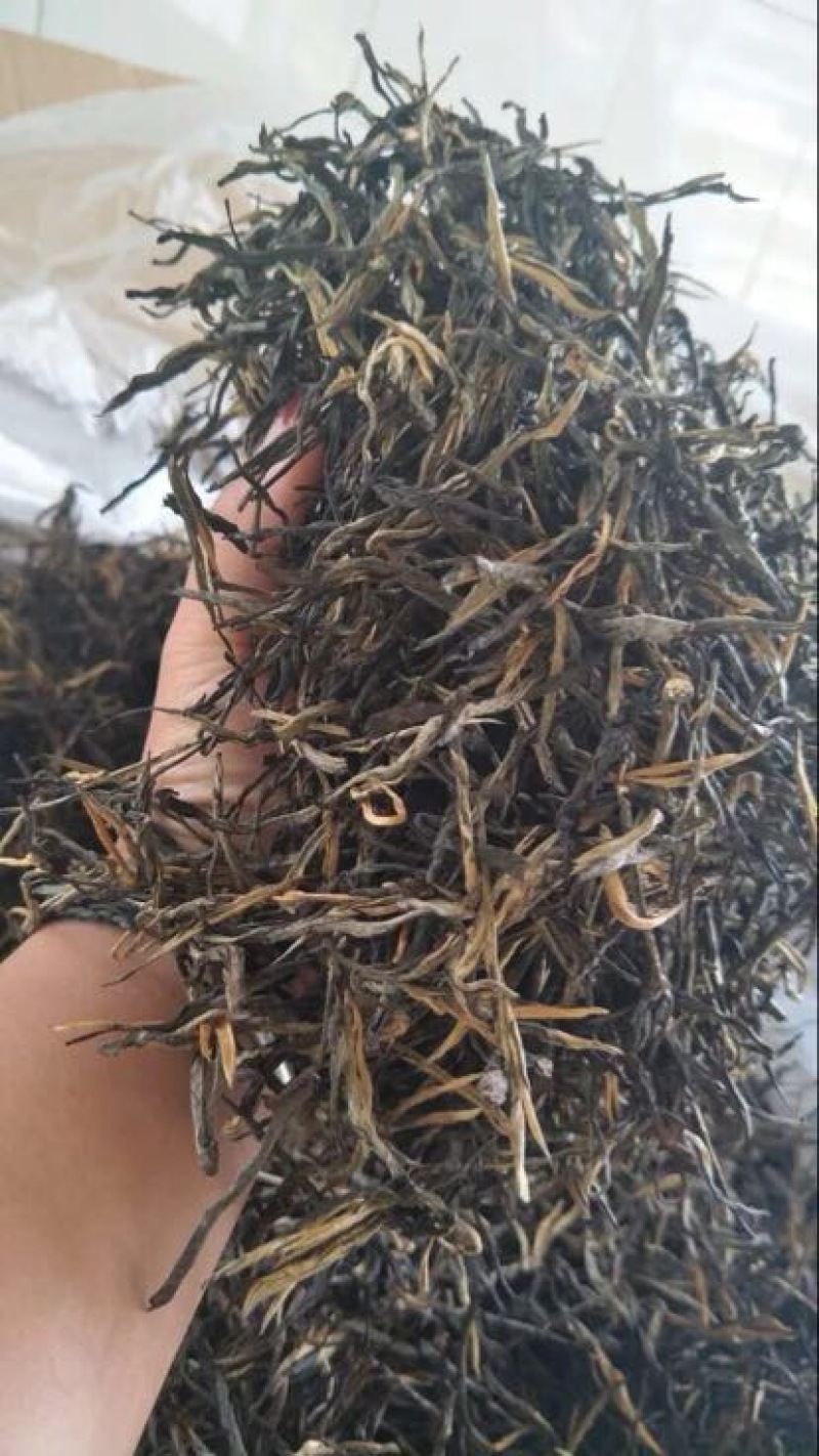 苦丁茶
