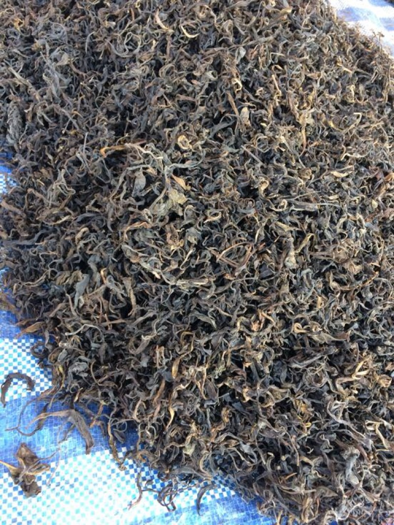 苦丁茶