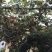 刺梨鲜