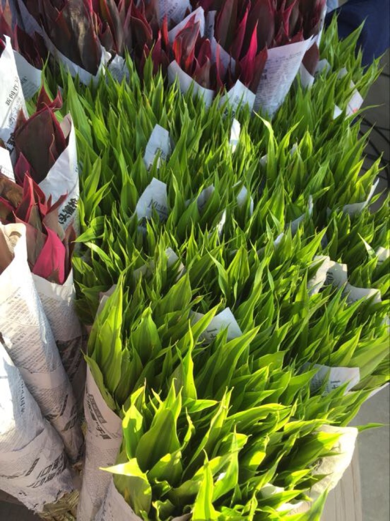 富贵竹水养绿植易养活