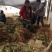 药用牡丹苗1年苗牡丹苗种植技术药用牡丹苗