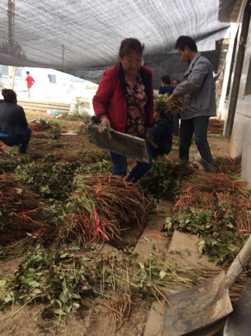 药用牡丹苗1年苗牡丹苗种植技术药用牡丹苗