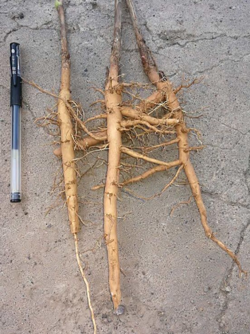 药用牡丹苗1年苗牡丹苗种植技术药用牡丹苗