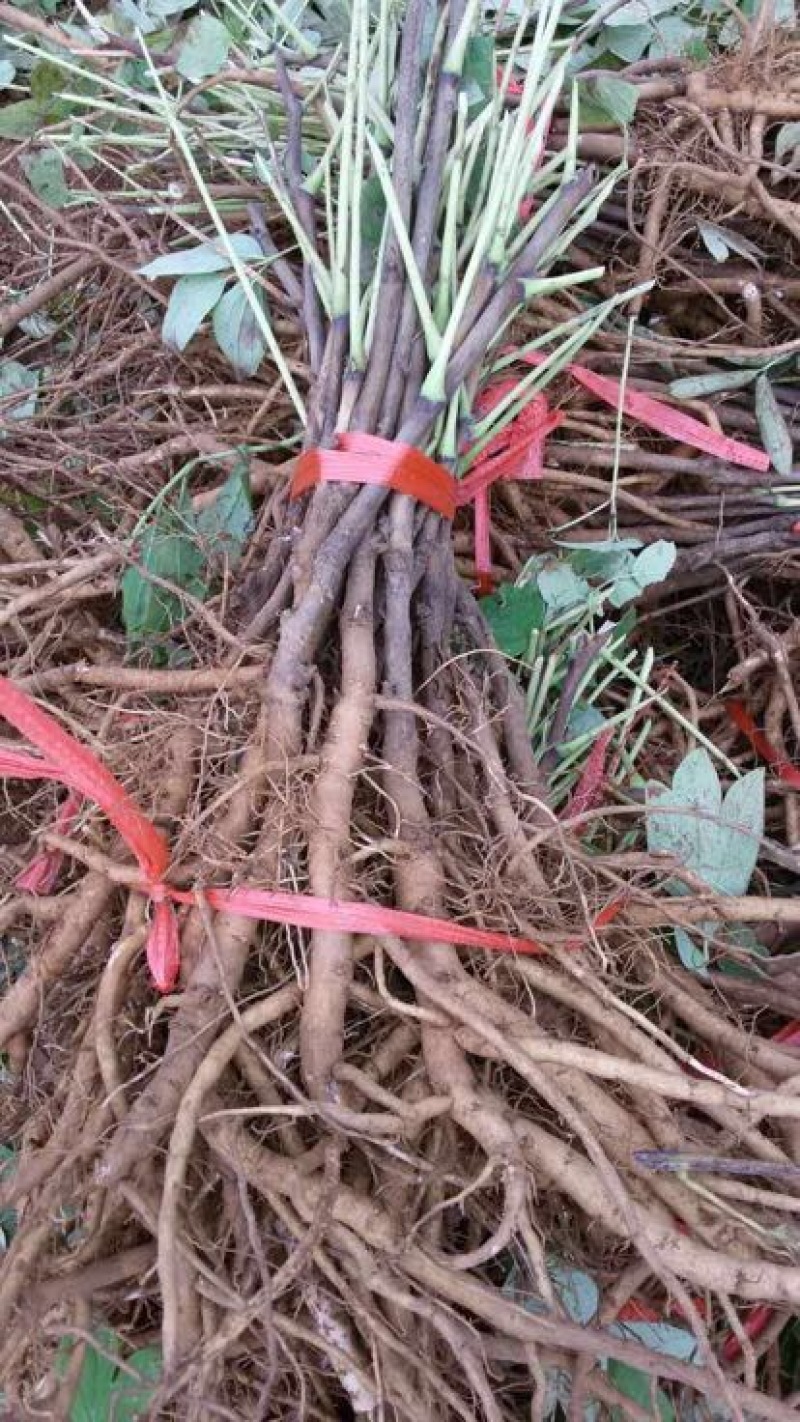 药用牡丹苗1年苗牡丹苗种植技术药用牡丹苗
