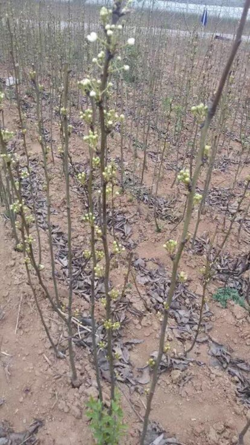优质精品梨树玉露香，红香酥，考米斯黄梨，秋月梨规格全
