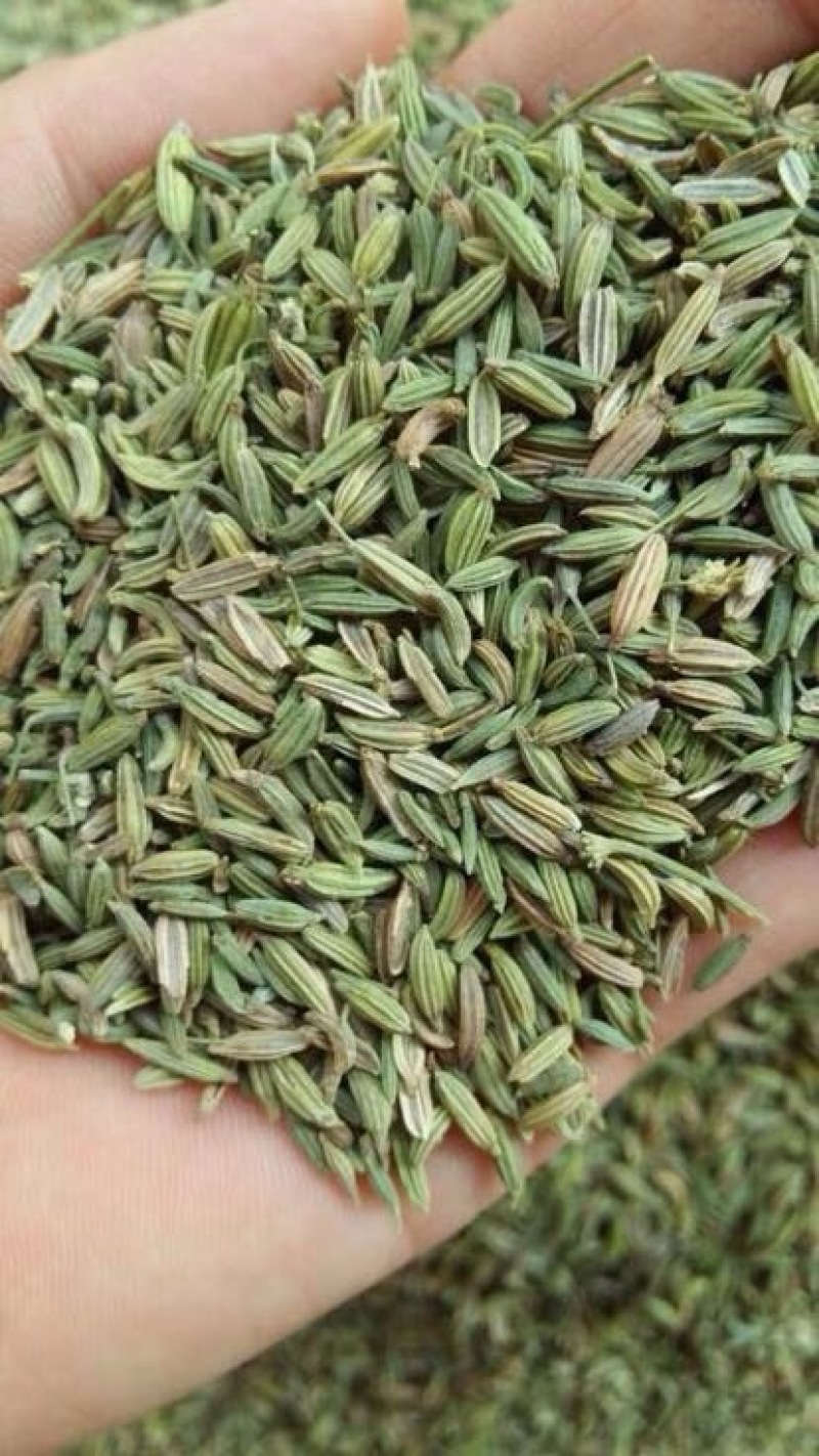 小茴香净货