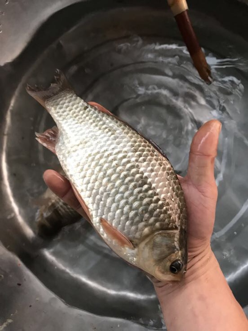 鲫鱼食用