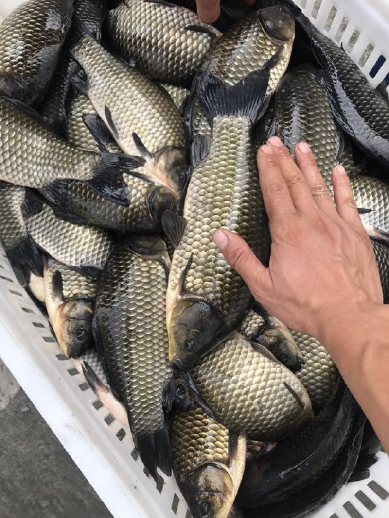 鲫鱼食用