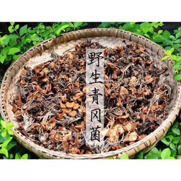 青冈菌
