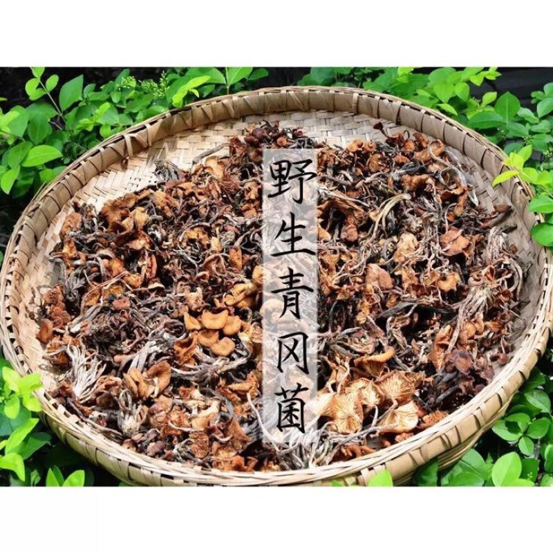 青冈菌
