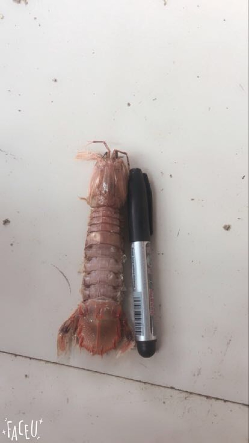 皮皮虾琵琶虾食用冻虾熟冻皮皮虾一手货一件代发