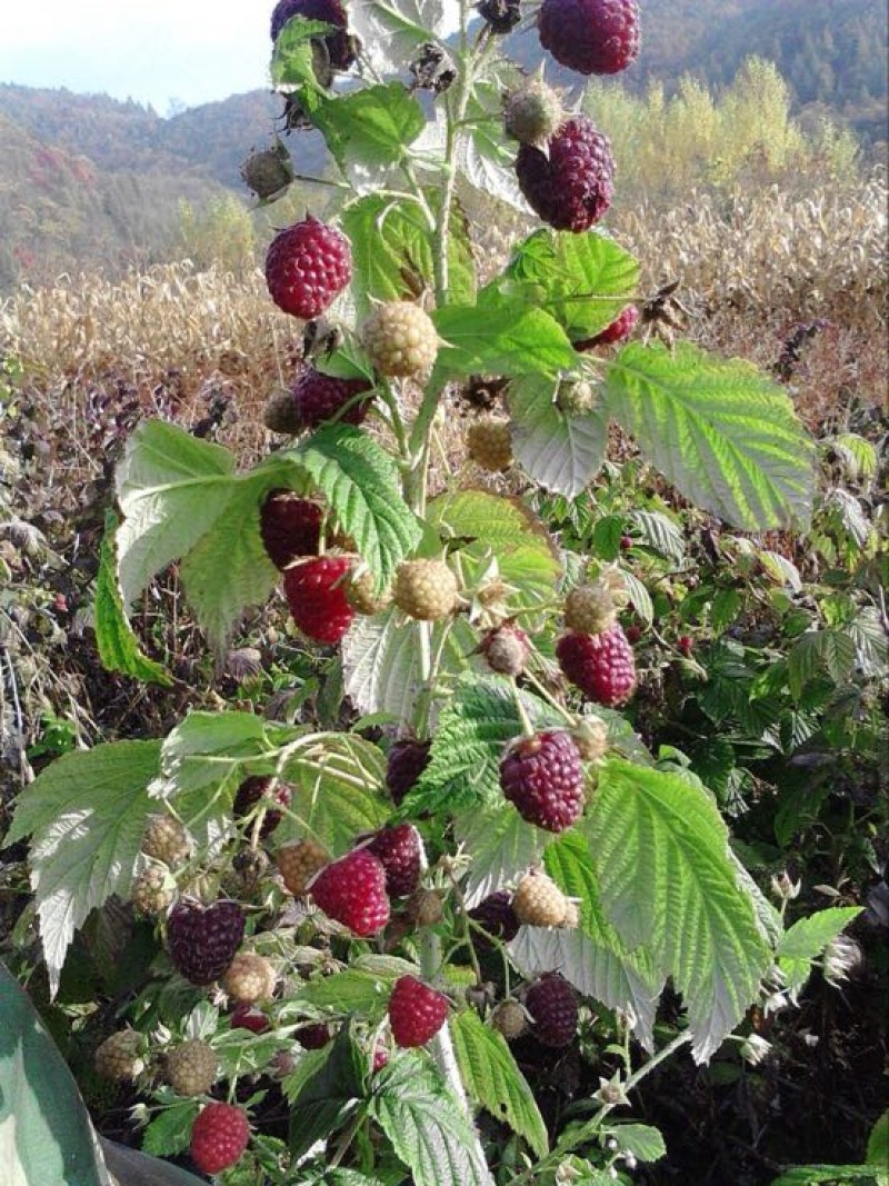 树莓苗10~30cm