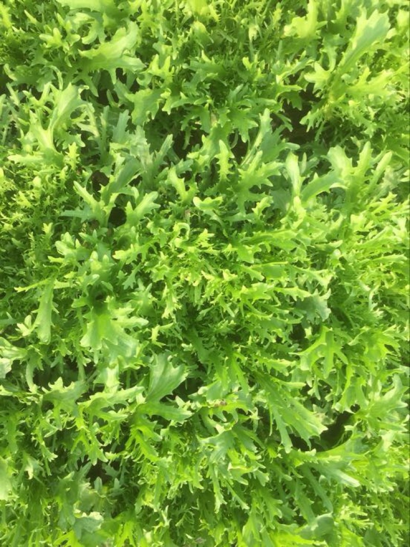 苦菊20~25cm
