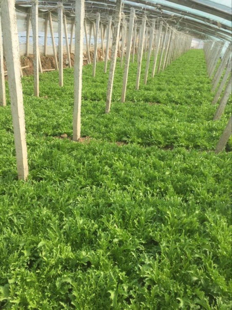 苦菊20~25cm