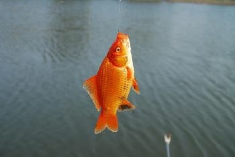 黄金鲫垂钓