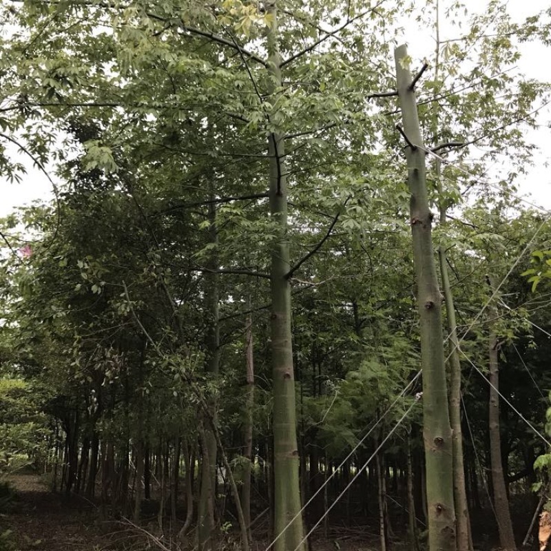 木棉20cm以上3.5~4m