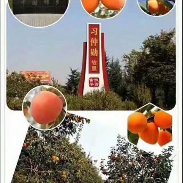 柿饼1~2两