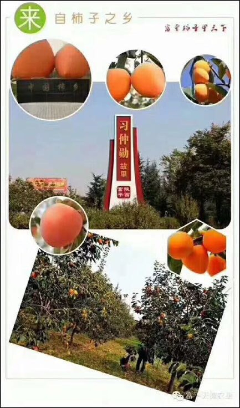 柿饼1~2两