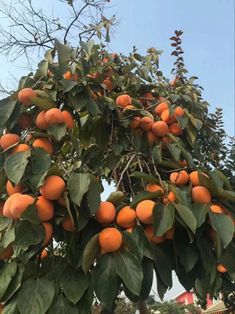 柿饼1~2两