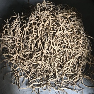巴戟天特级