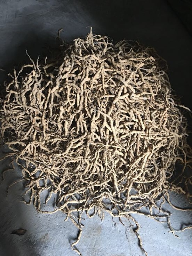 巴戟天特级