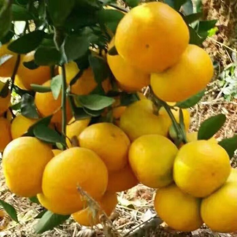 蜜橘早熟蜜橘柑桔大分四号对接各类商超电商平台社区团购