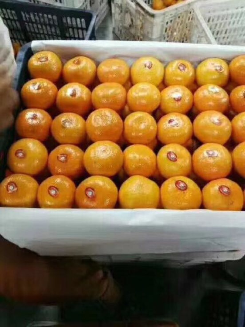 蜜橘早熟蜜橘柑桔大分四号对接各类商超电商平台社区团购