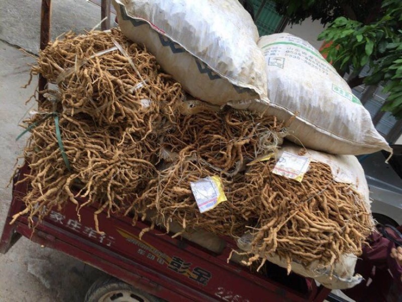 巴戟天特级