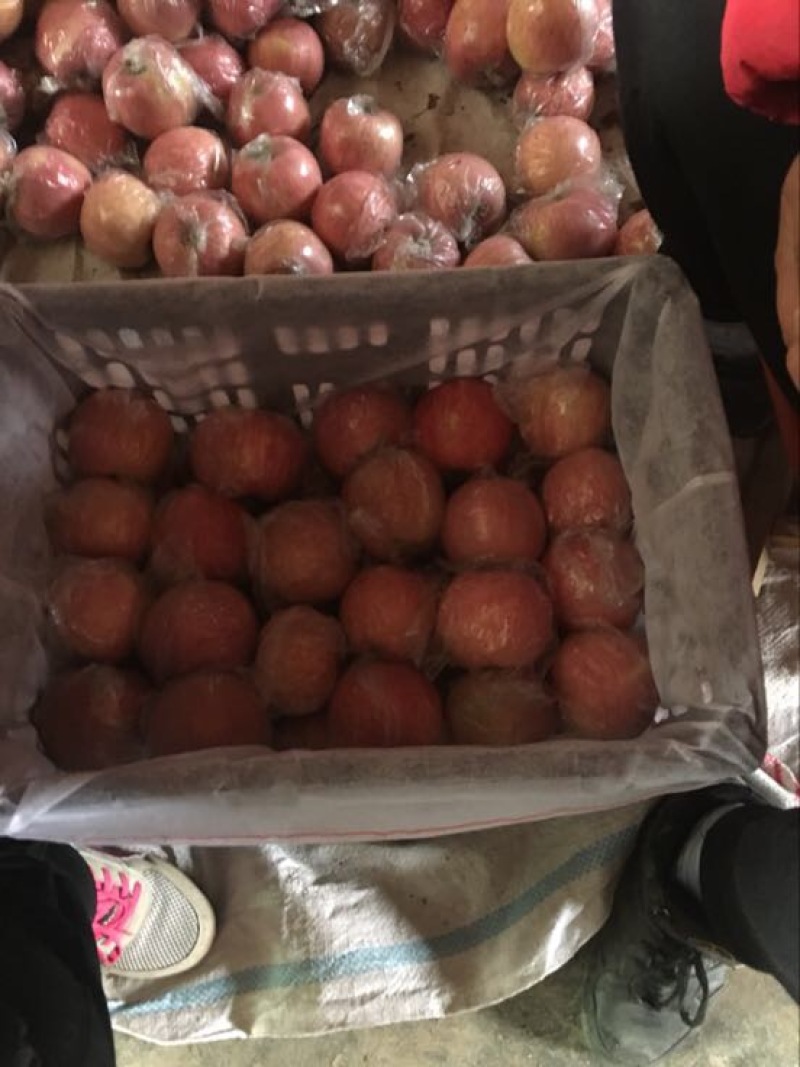 冰糖心苹果产地，陕西纸加膜红富士苹果产地批发，红富士价格