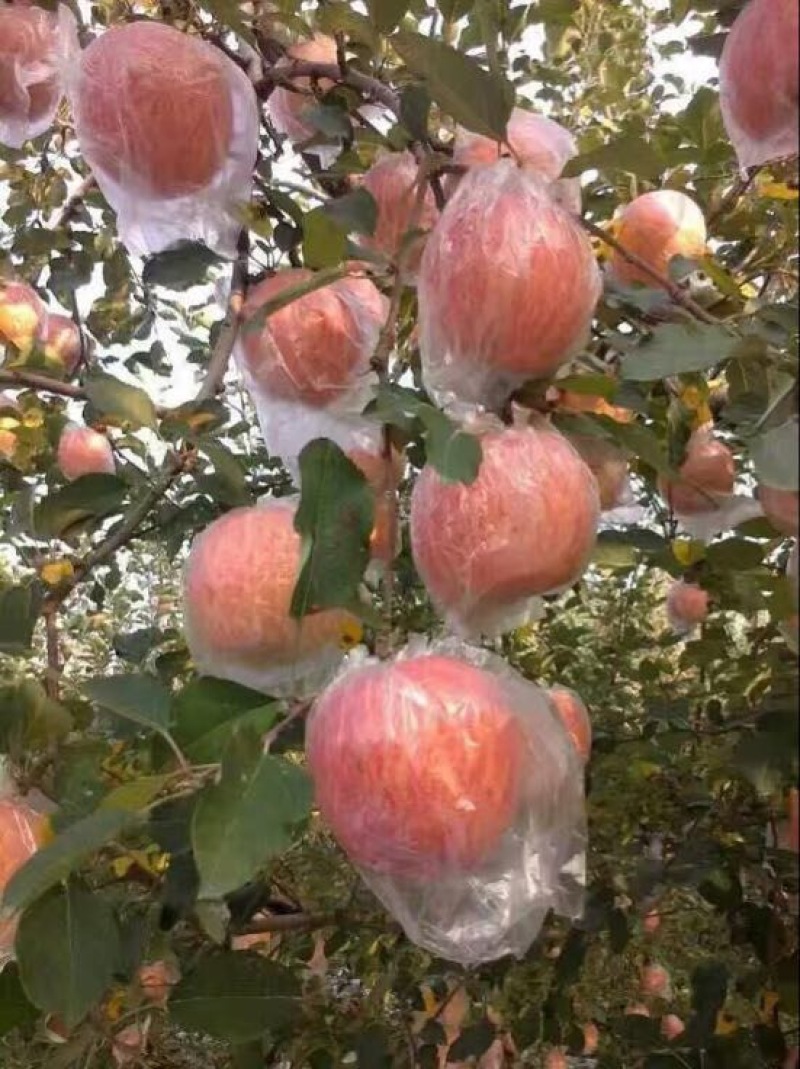 冰糖心苹果产地，陕西纸加膜红富士苹果产地批发，红富士价格