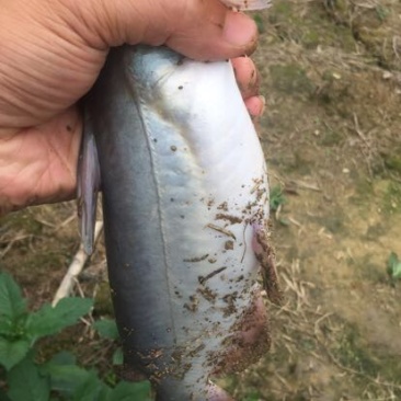 胡子鲶食用