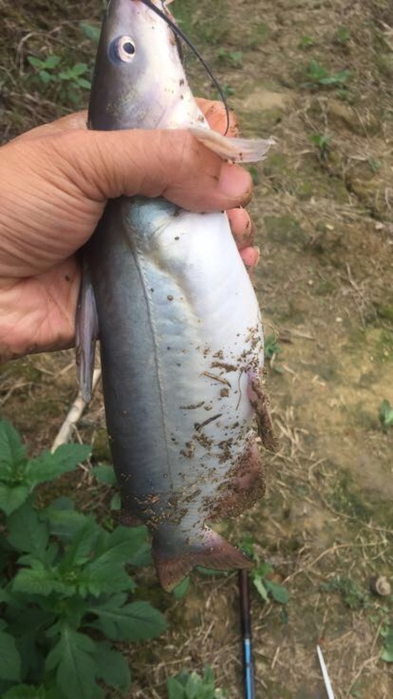 胡子鲶食用