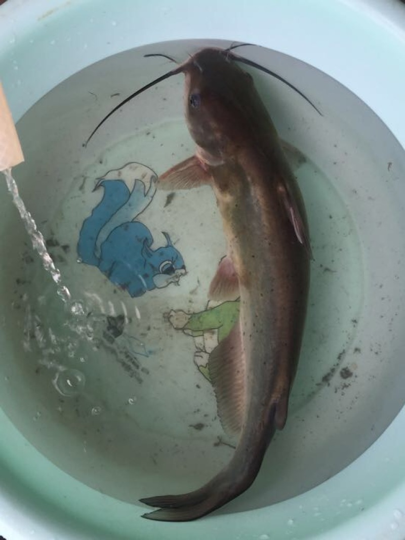 胡子鲶食用