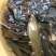 胡子鲶食用