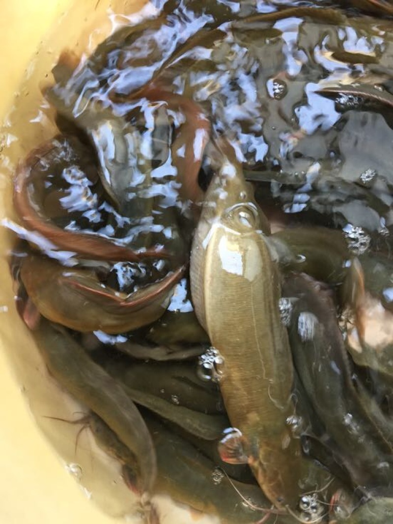 胡子鲶食用
