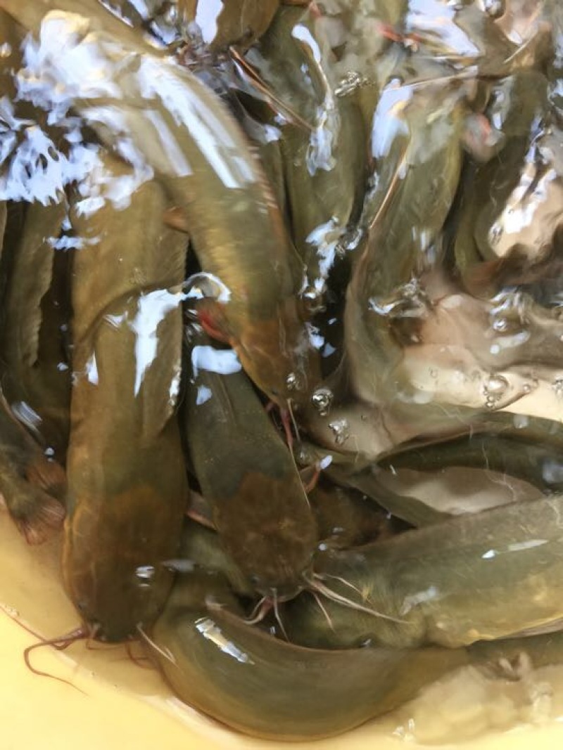 胡子鲶食用