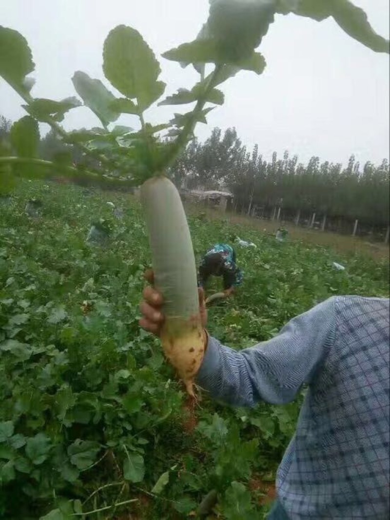 山东青萝卜大量上市，萝卜产地，脆甜爽口。水果萝卜