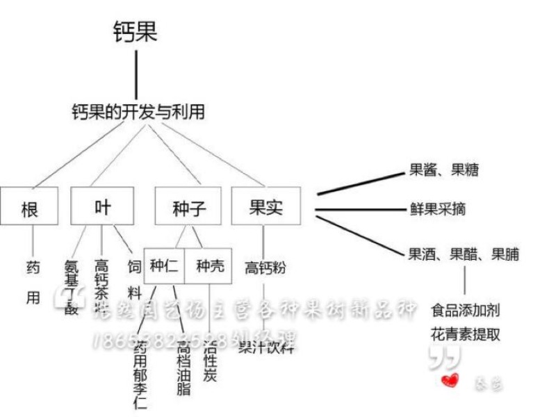 钙果苗中华8号，9号销售苗木可签订合同