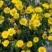 野菊花散装
