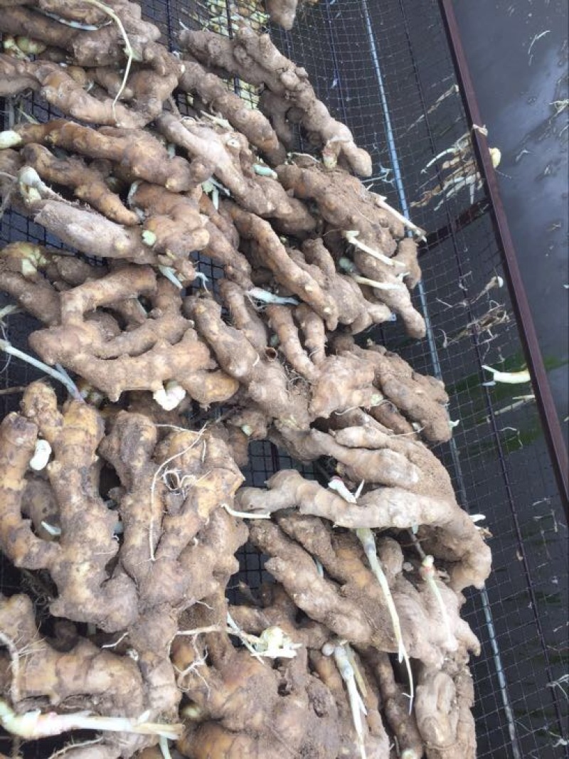 生姜5两以上水洗