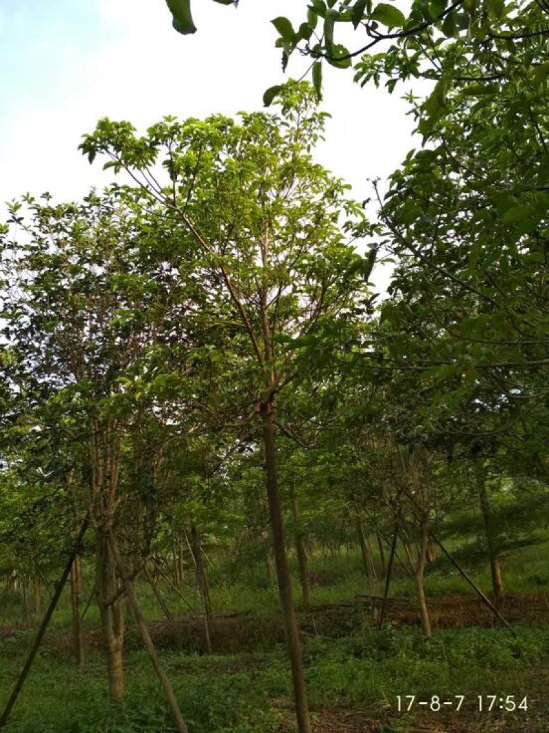 秋枫231~260cm