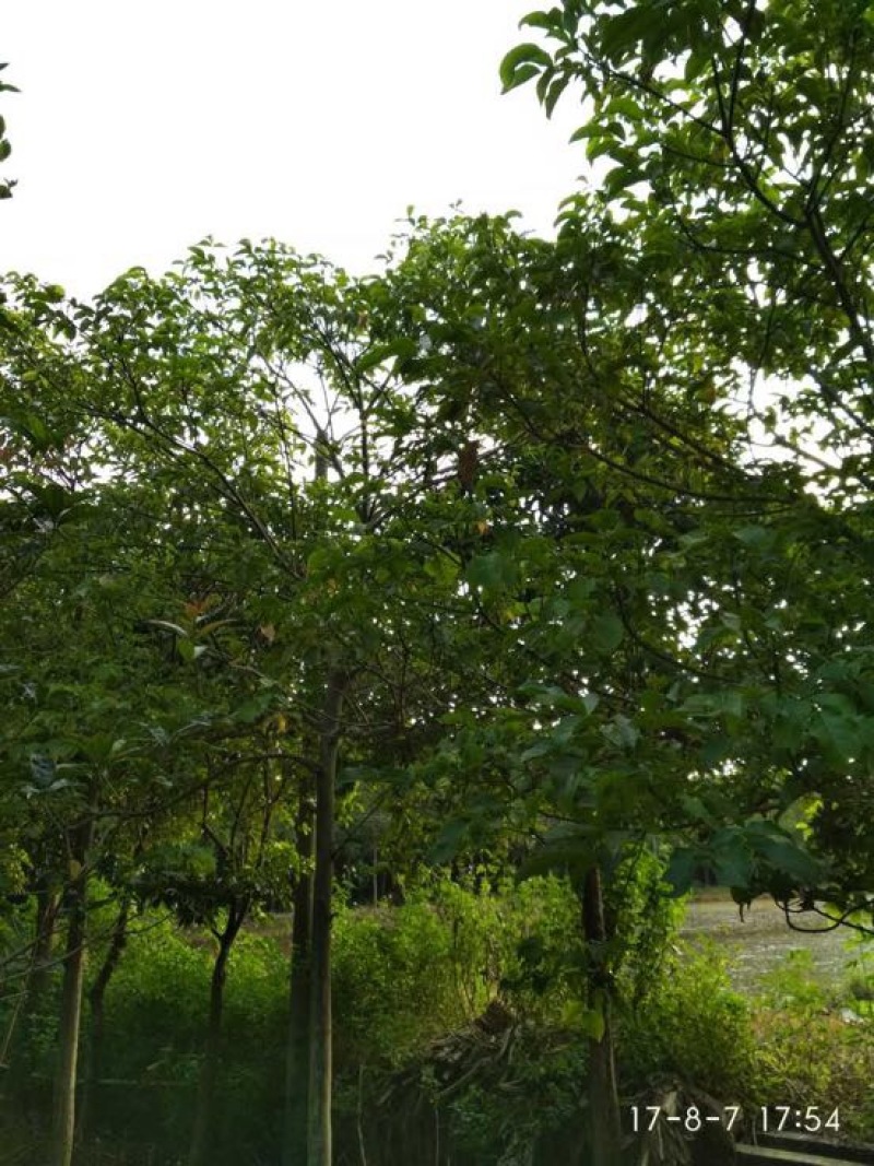 秋枫231~260cm