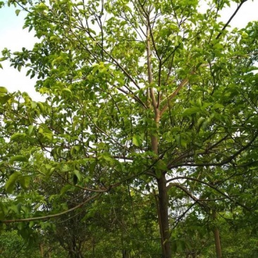 秋枫231~260cm