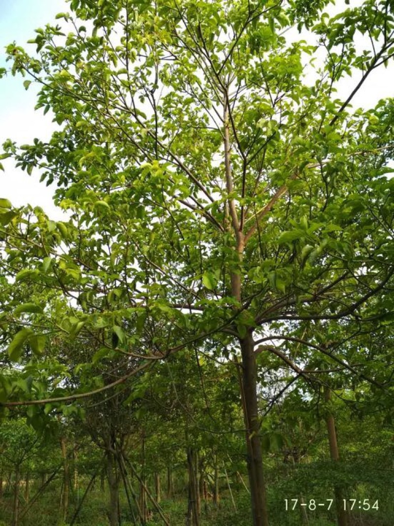 秋枫231~260cm