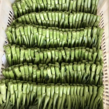 菜苔10~15厘米
