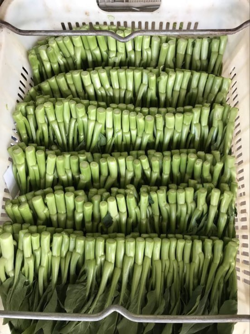 菜苔10~15厘米