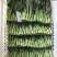 菜苔10~15厘米