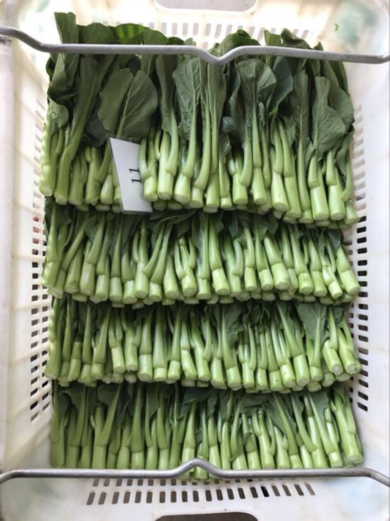 菜苔10~15厘米