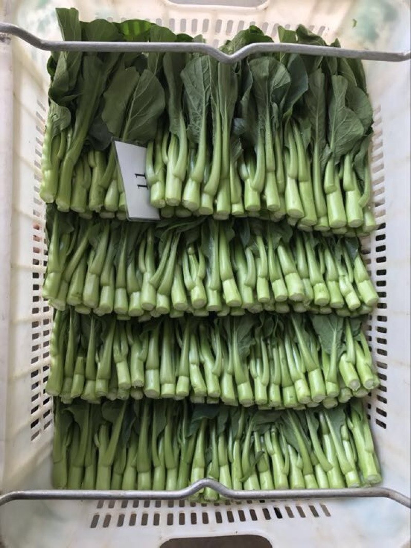 菜苔10~15厘米